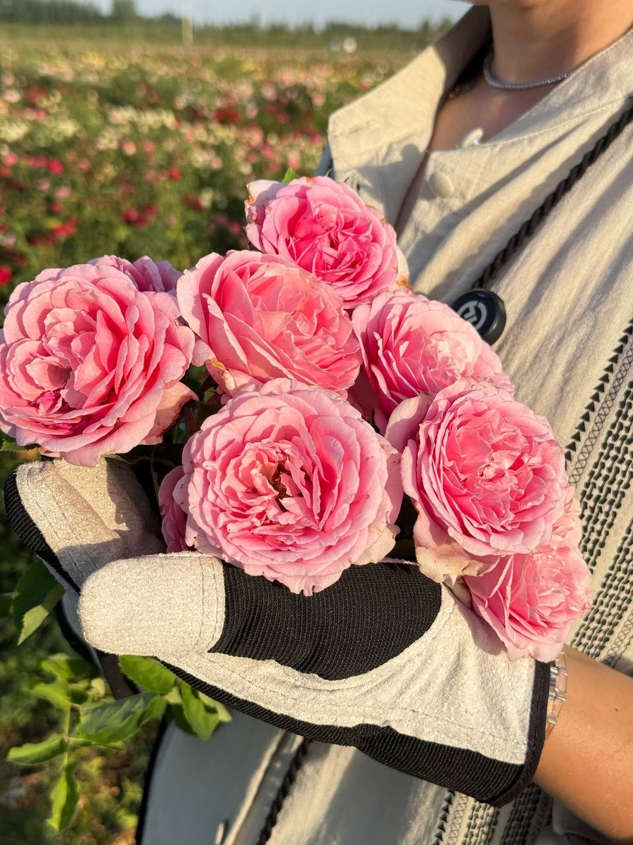 Роза Бьен Веню