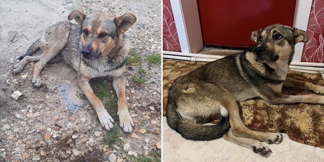 🐶 Майкл мечтает о доме - и ваша помощь может сделать это реальностью!