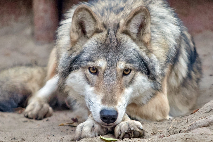    Серый – самый известный волк Евразии. Фото Новосибирского зоопарка