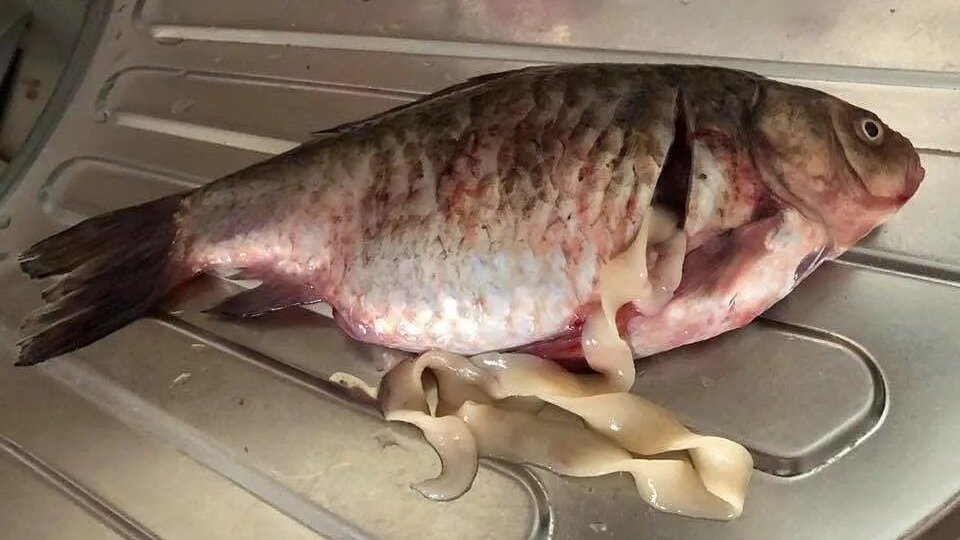 Можно ли есть рыбу с солитером? Какие черви могут быть в вашей рыбе? Что делать с заражённой рыбой?