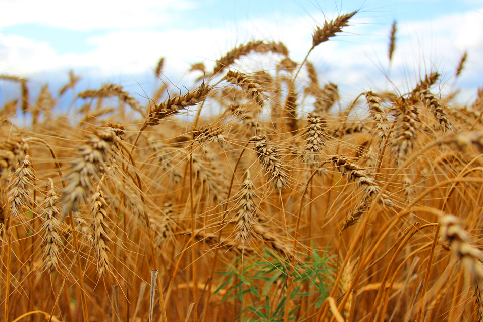    Фото из архива ngt54.ru