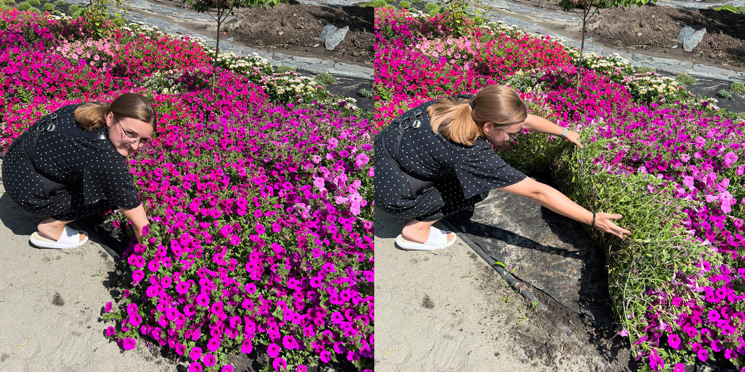 ВЫБИРАЕМ СОРТА ПЕТУНИЙ для сезона 2026 по ФОТО и ВИДЕО!