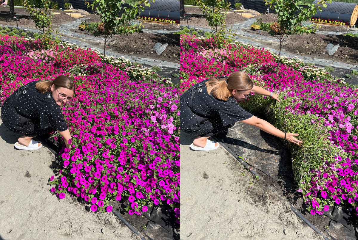 это один куст Гарден бьюти