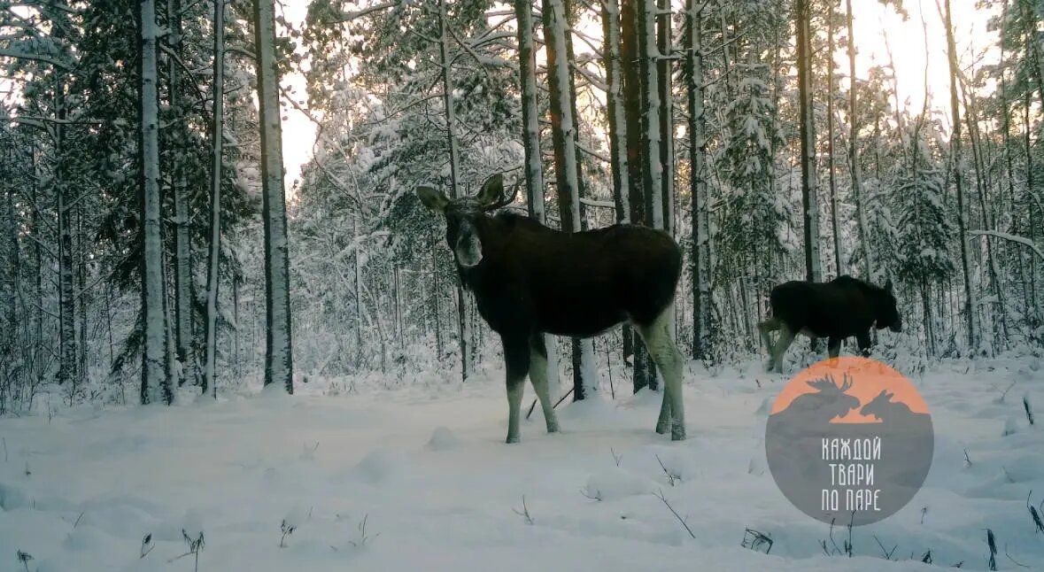    Фото: скриншот видео в телеграм-канале «Каждой твари по паре» биолога Павела Глазкова