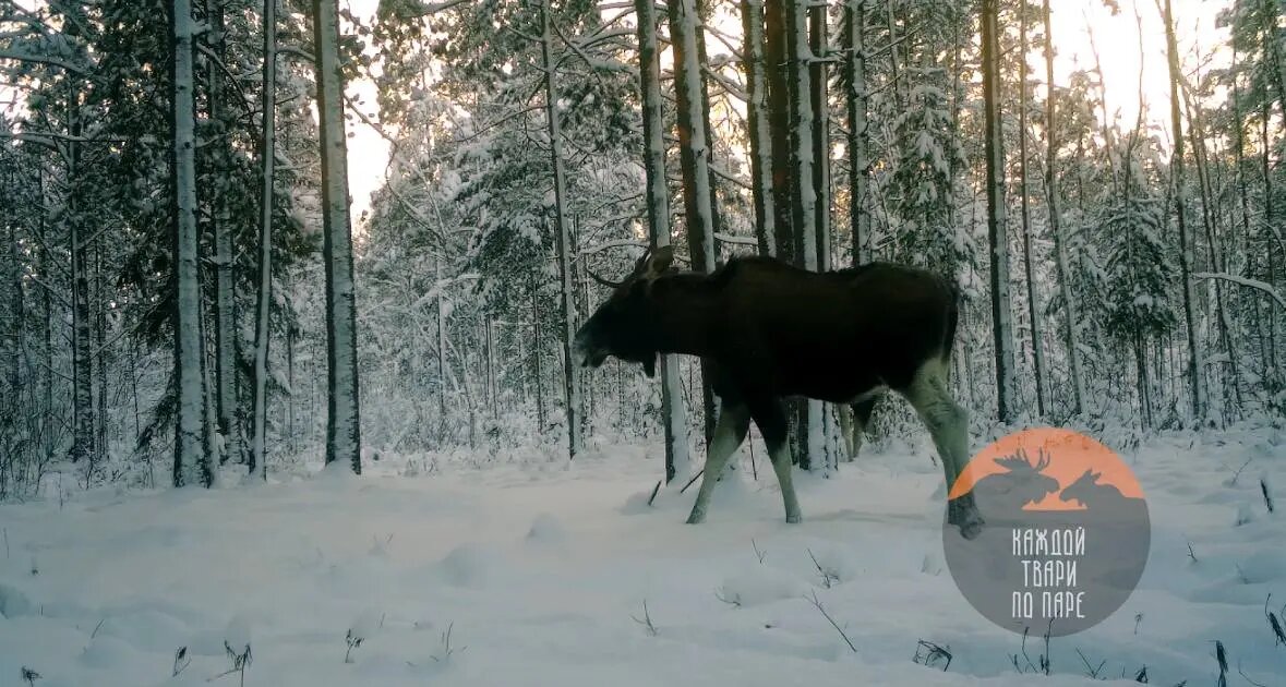    Фото: скриншот видео в телеграм-канале «Каждой твари по паре» биолога Павела Глазкова