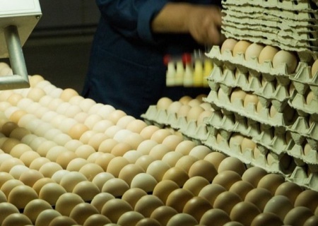    Советник Зеленского Косюк наводнил рынок ЕС низкосортными яйцами