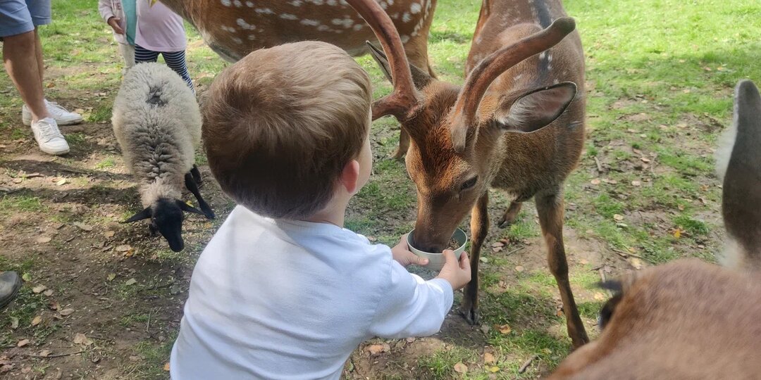 3 глэмпинга с оленями в Подмосковье — где животные живут прямо возле вашего домика
