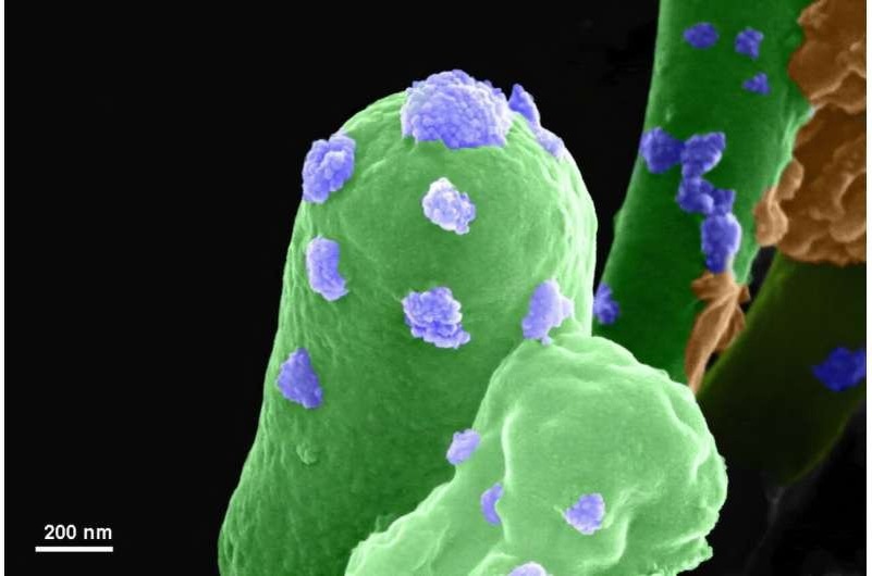    Цементообразующая бактерия Sporosarcina pasteurii