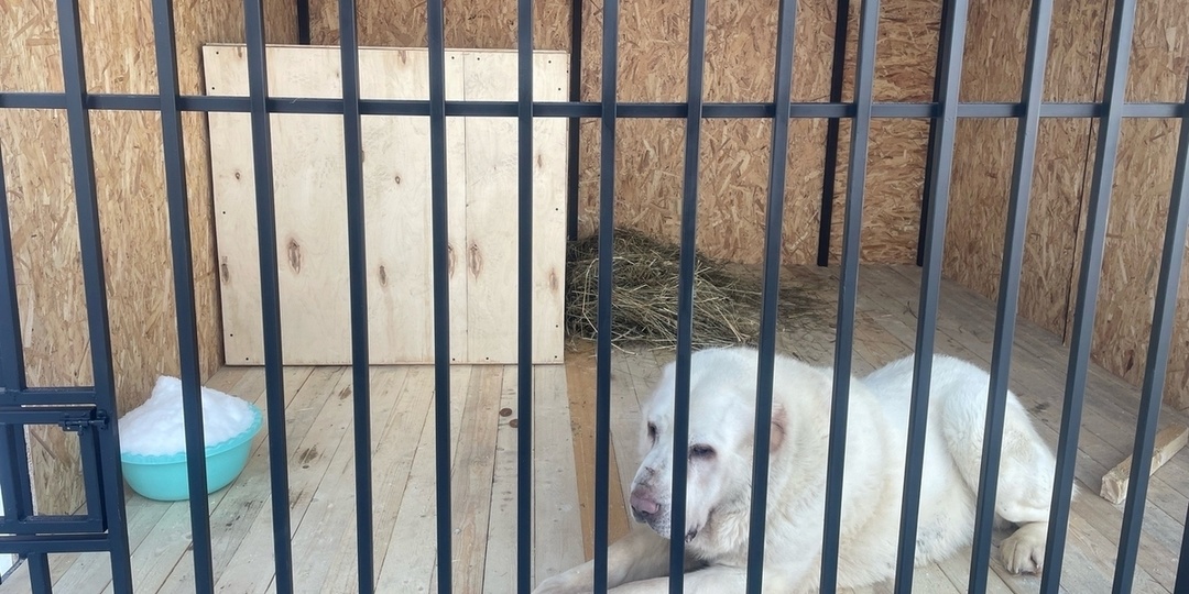 Спасен второй алабай с фермы в Заозерье