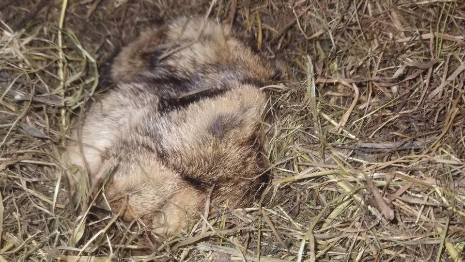    Фото: t.me/priiutbelosnezhki