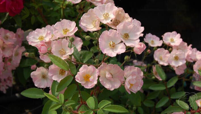 Альден Бизен. Фото с сайта Тамара-розы