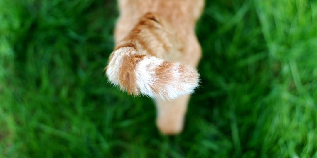 Кошачий хвост: 8 секретных сигналов, которые я научилась читать