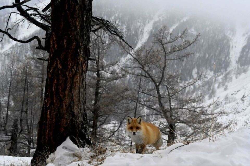    Лисица в Сайлюгемском нацпарке. Источник: t.me/sailugem