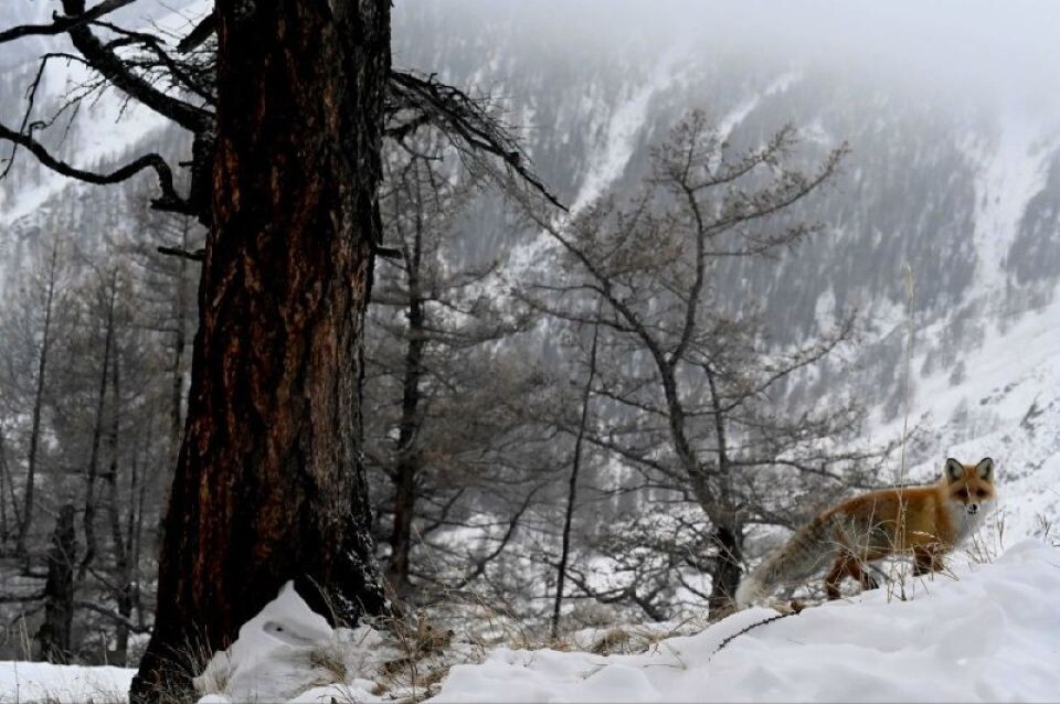   Лисица в Сайлюгемском нацпарке. Источник: t.me/sailugem