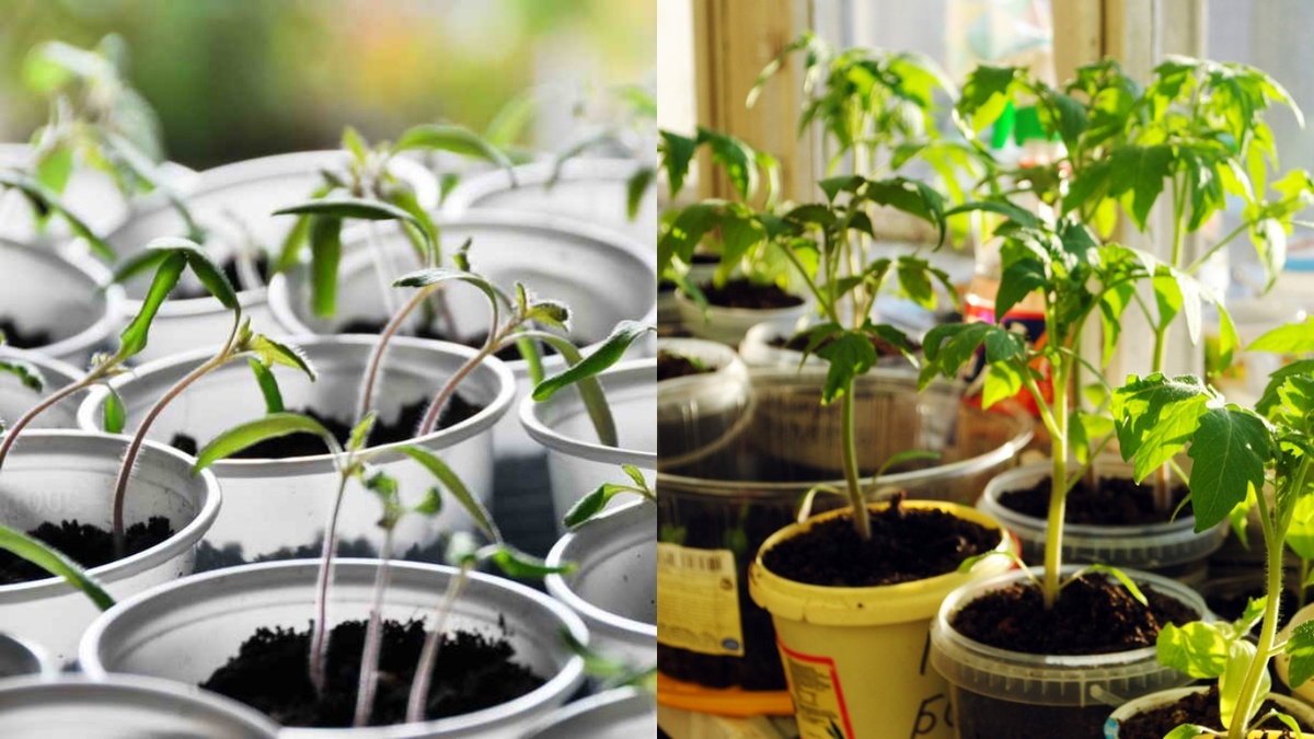 Разница между ранней и поздней рассадой была критической