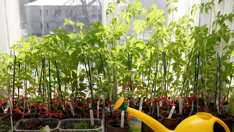 Февральская рассада вытягивалась несмотря на 12-часовую досветку