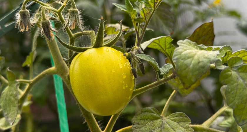    Первый городской канал Калининград