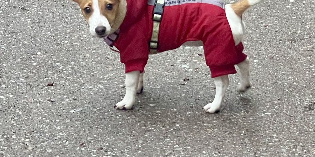 10 естественных потребностей собак, которые мы ошибочно принимаем за вредные привычки