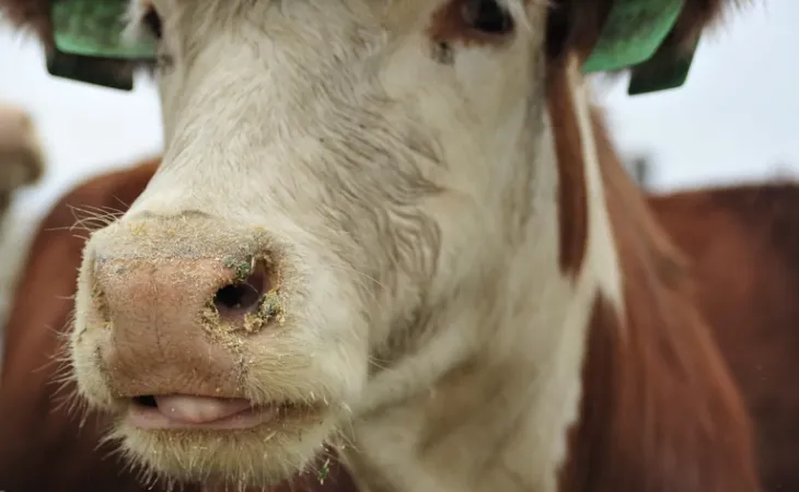 Корова. Сельское хозяйство . Фото: Екатерина Смолихина / amic.ru