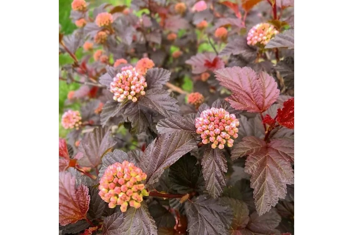 Пузыреплодник  "Мэджикал Свит Черри Ти"