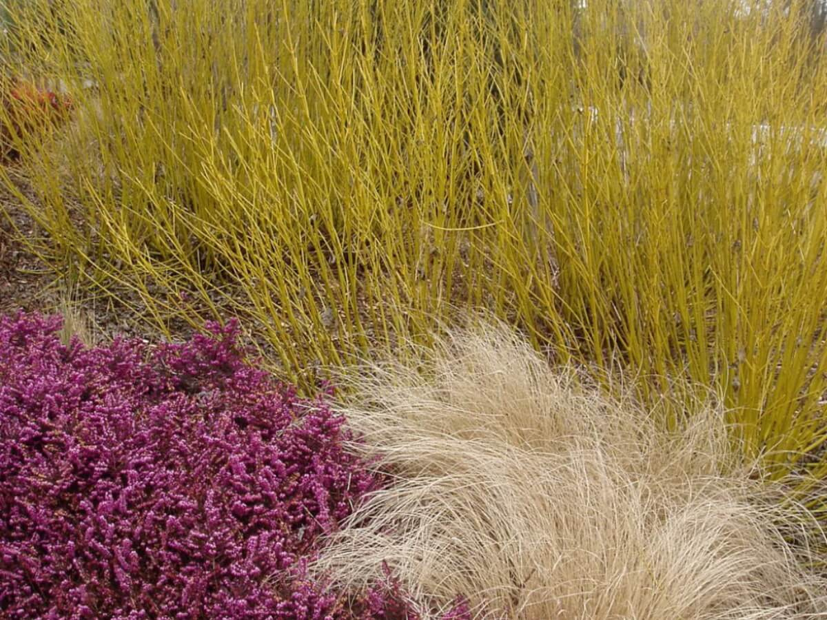 Дерен "Флавирамеа"