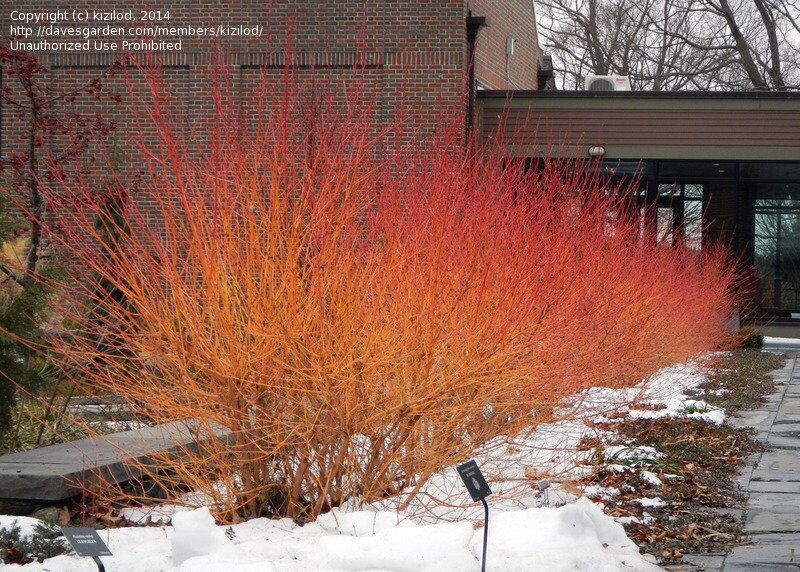 Вот оно зимнее чудо - дерен "Эннис Винтер Орандж"