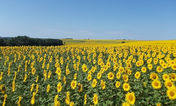 Я не знал, какую картинку поставить на заставку, поэтому поставил поле как что-то нейтральное. 
