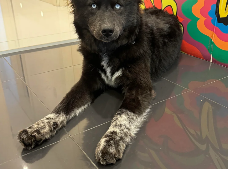 19 собак, чья внешность завораживает, а родословная остаётся тайной