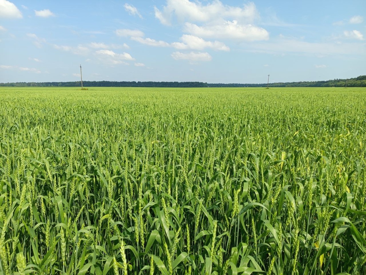 Яровая пшеница, сорт Злата, хозяйство Остроговицкое, Ленинградская область. Источник: Вячеслав Якушев