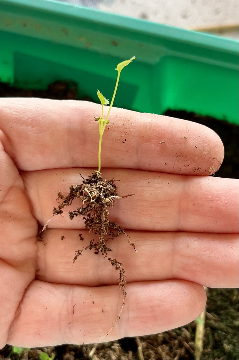 Вершки и корешки