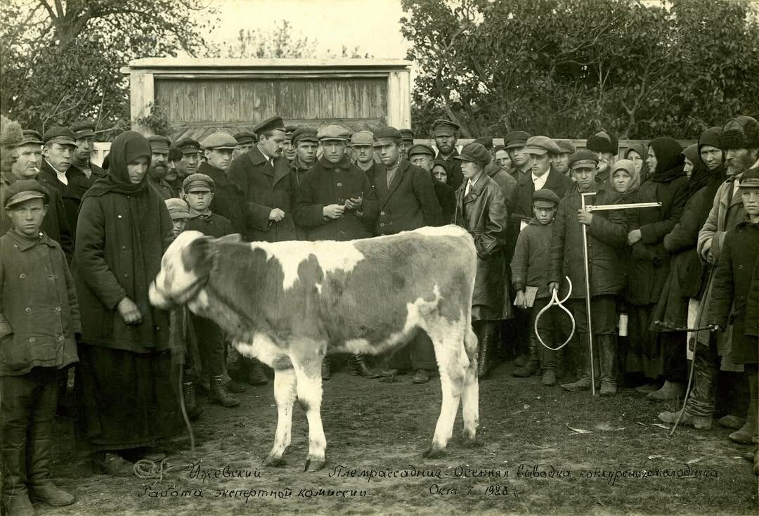 Осенняя выводка конкурсного молодняка в Ижевском племенном рассаднике. 7 октября 1928 года. Фотографии Ивана Филатова из собрания Рязанского историко-архитектурного музея-заповедника. Источник: Дом Филатова
