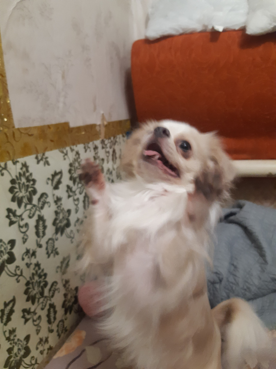 Микки смешно выполняет команду" попроси!"