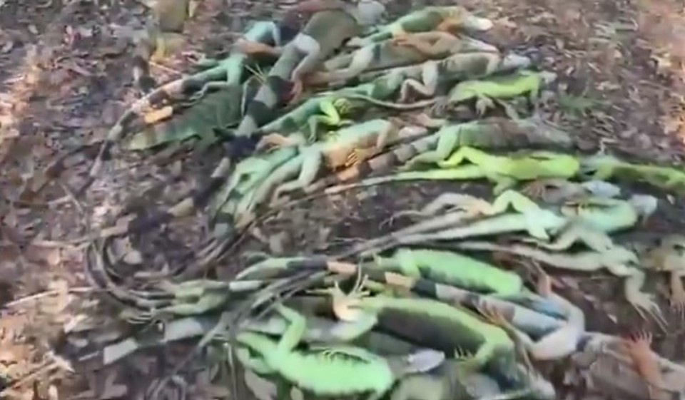    Во Флориде из-за резких заморозков прошел игуанопад из соцсетей