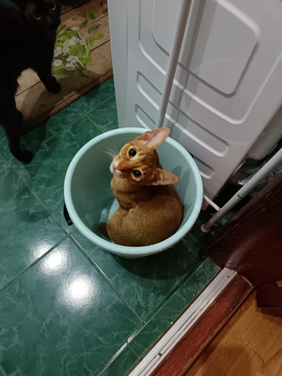 Ведро - прекрасное средство, чтобы весело провести вечер. Дешево и сердито