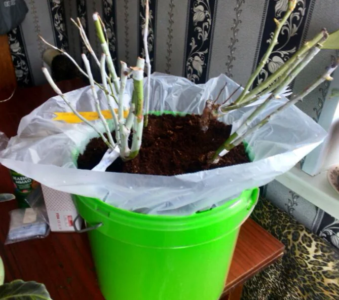 Саженцы роз в ведре, фото из архива автора