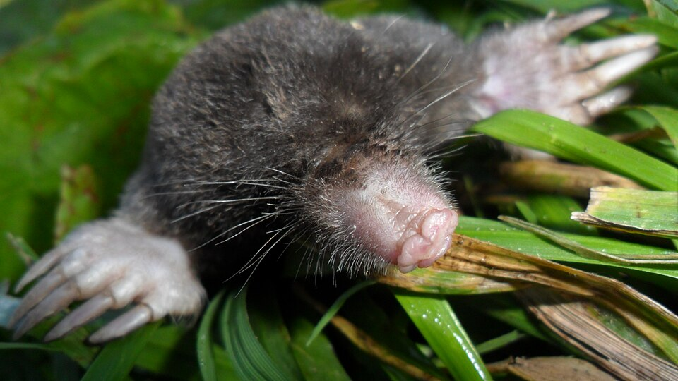 Крот-милашка