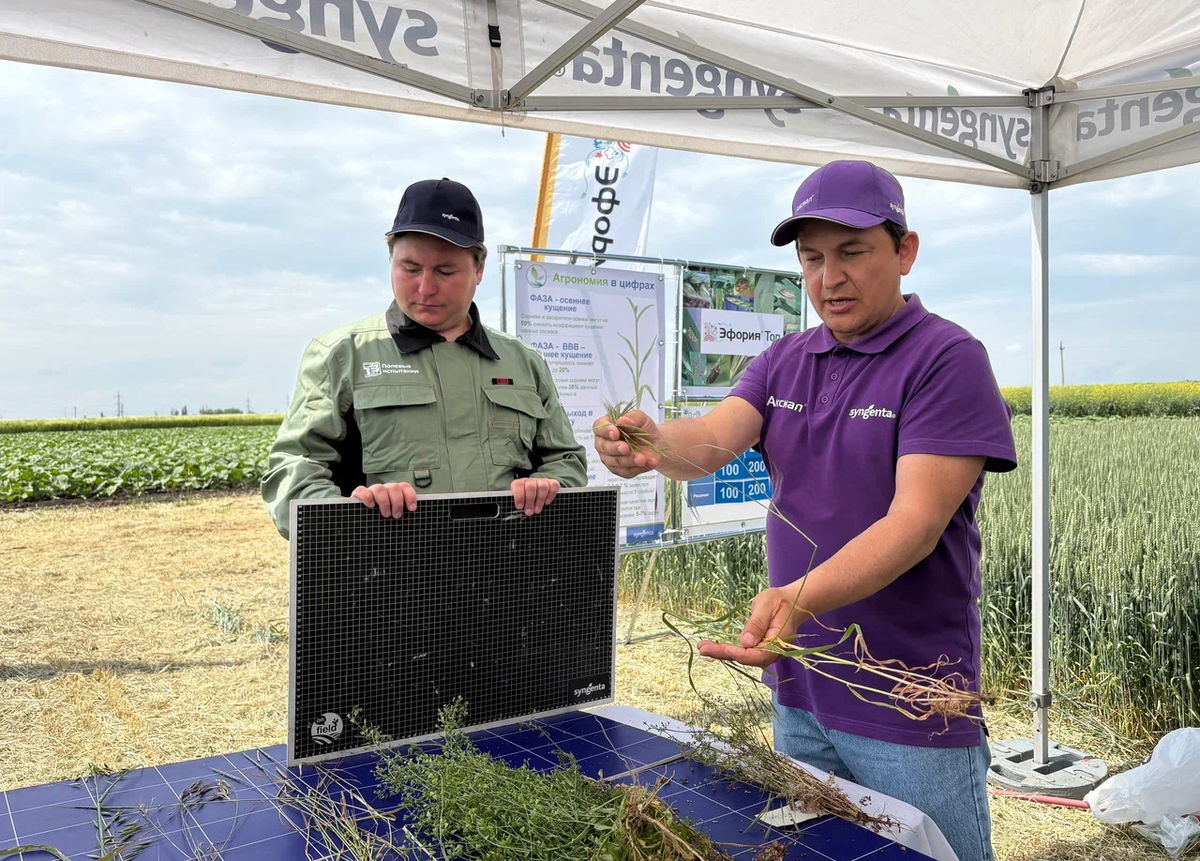 Источник: Поле.РФ