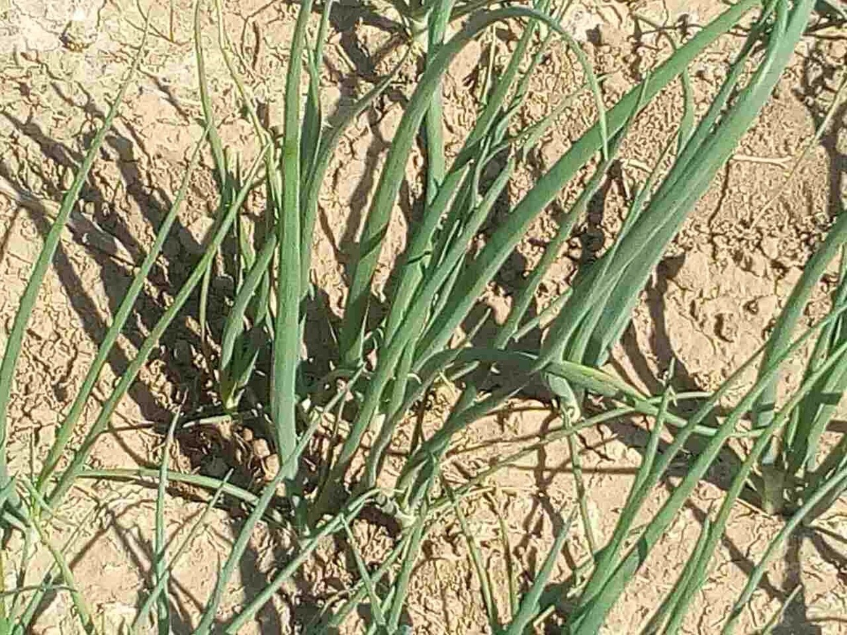 Лук до применения Агрофлорина