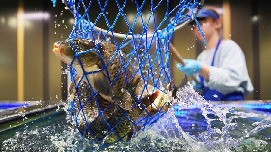    Фото: ИЗВЕСТИЯ/Дмитрий Коротаев