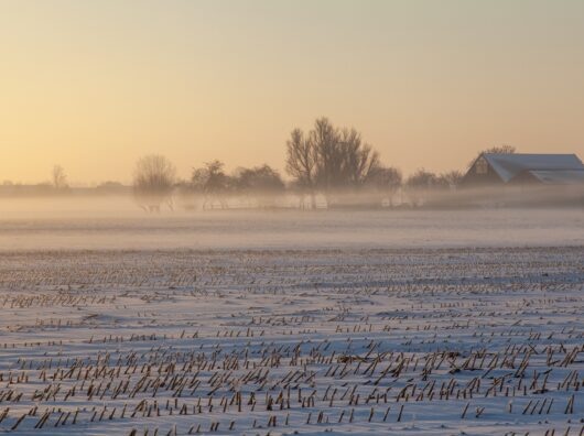    Заснеженное поле // Фото с сайта https://www.freepik.com/