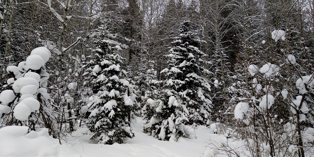 Листаю фотоархив. Фото из зимних поездок по Алтаю