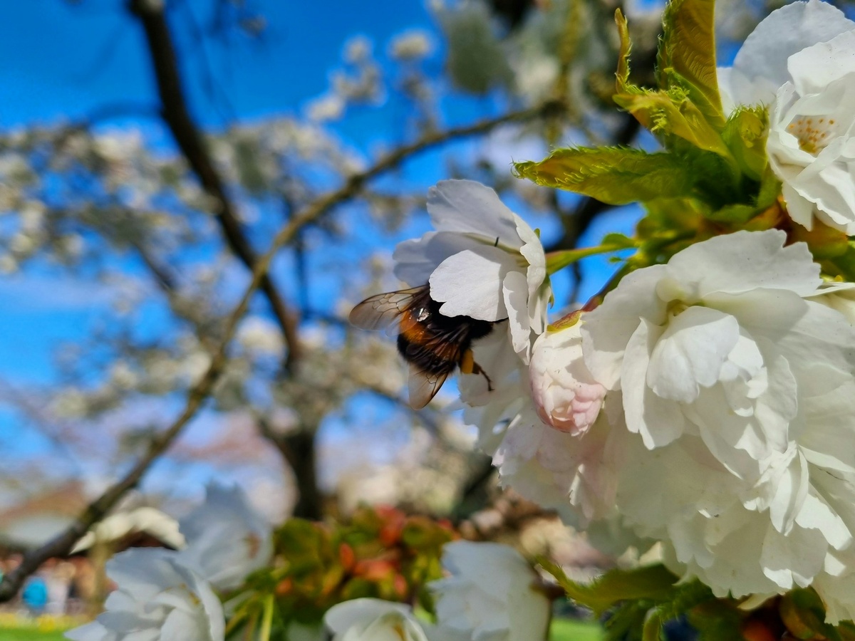 Шмели являются одними из самых эффективных насекомых-опылителей