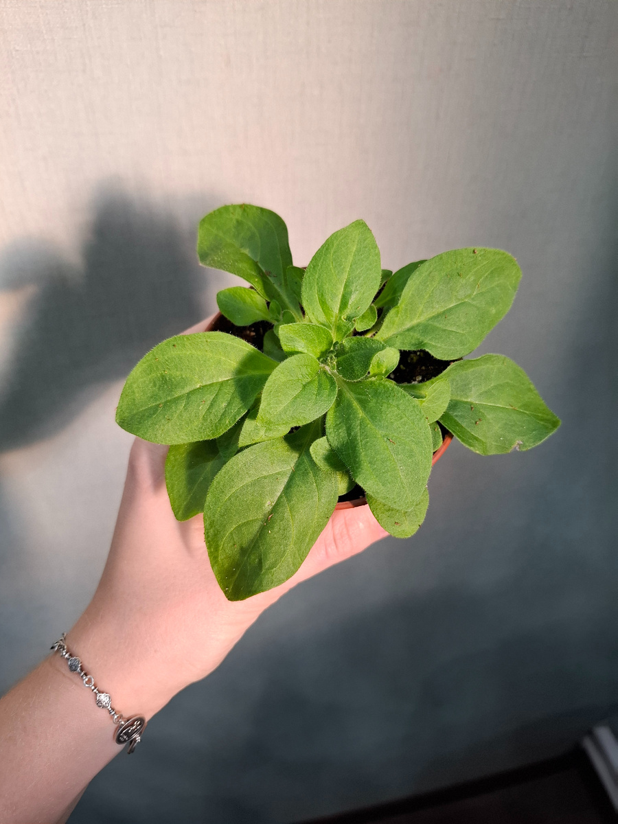 Перевалка в больший обьем