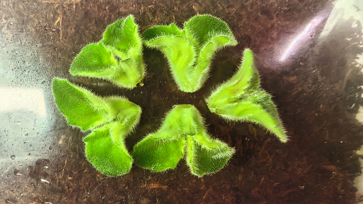 Вы выбрасываете такие мелкие пасынки? Фото автора