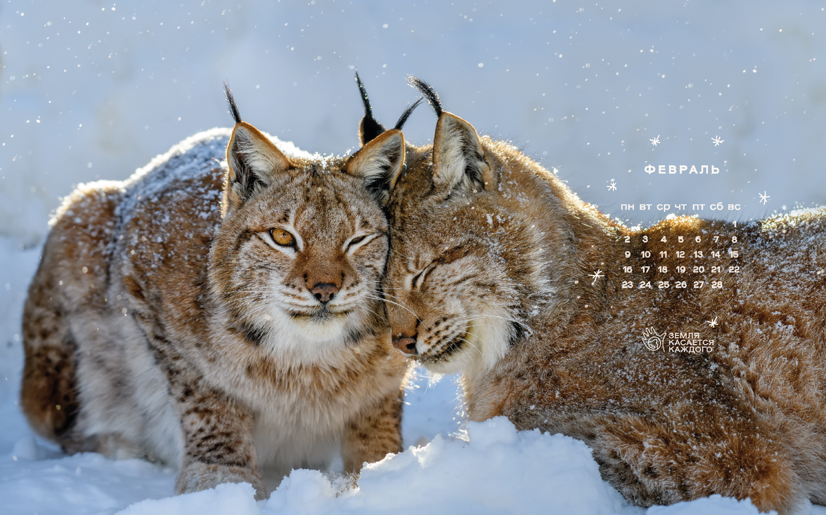 Десктопный вариант 2.