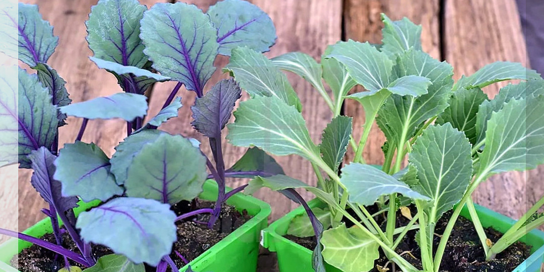 Идеальная рассада капусты: секреты посева капусты на рассаду - пошаговая инструкция для новичков и опытных огородников