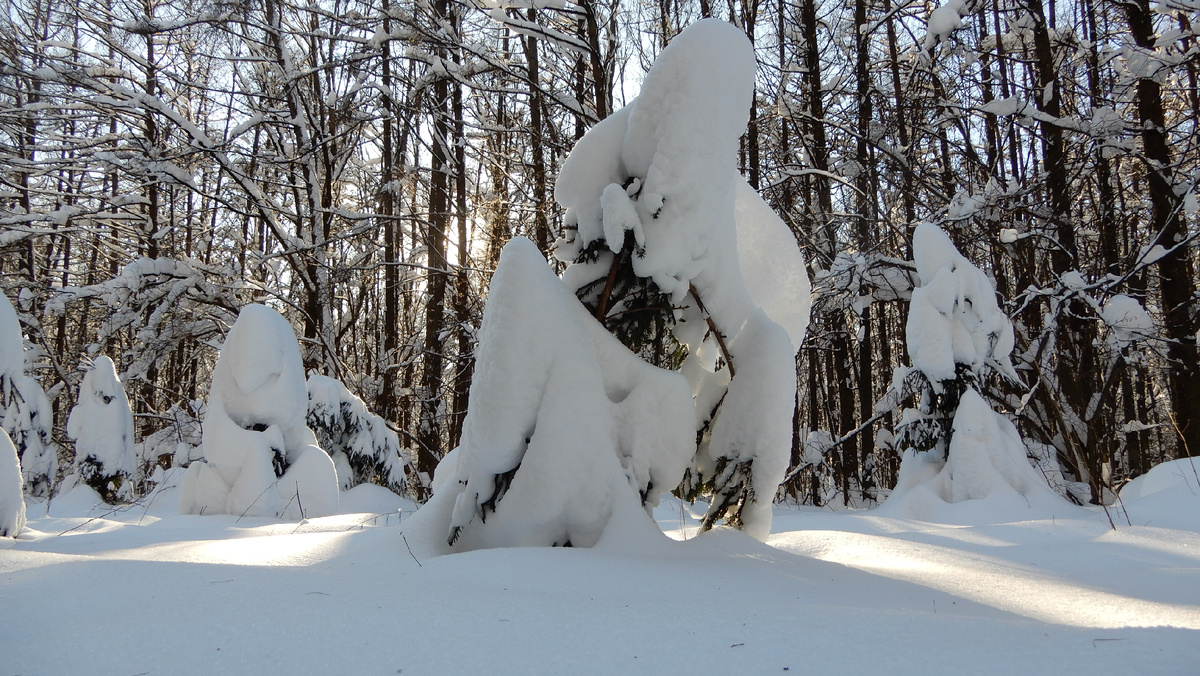 30 января 2026 г. Голубинский лесопарк. Ясенево. Москва.