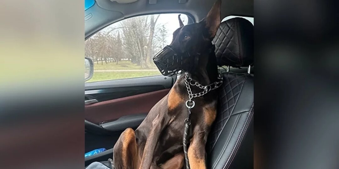 Привязали и бросили. Пес чуть не умер в мороз через сутки после продажи