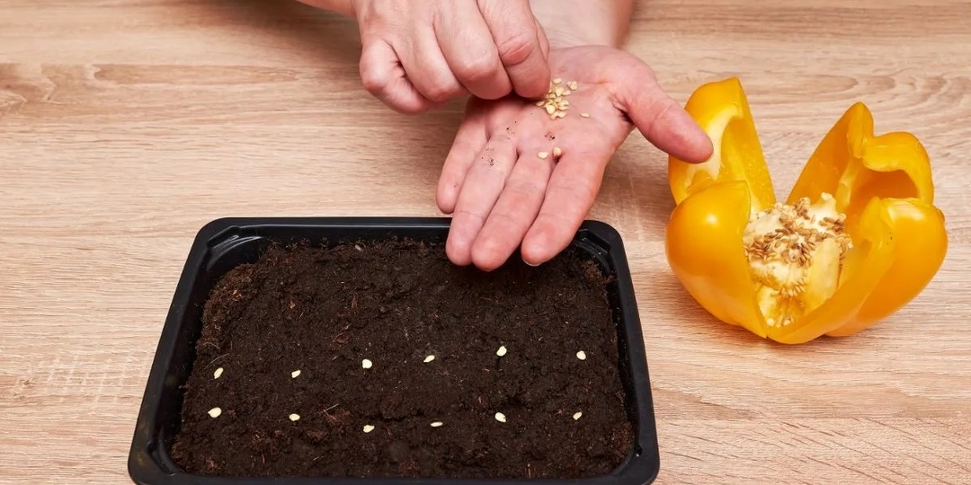 Когда высаживать семена сладкого перца на рассаду для теплицы в Подмосковье