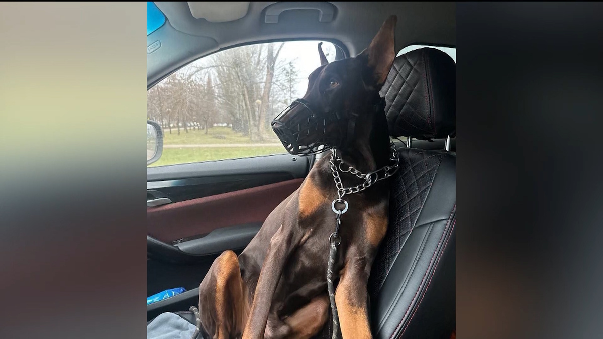    В Уфе нашли новый дом для добермана, которого ночью бросили у забора с пакетом лекарств